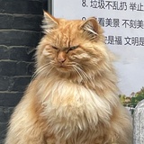 譬如朝露