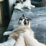 吴洲如见月