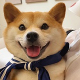 河马
