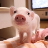 猪猪🐷