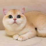 花落黯然丶