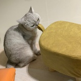 胖虎妈咪