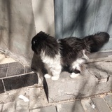 骑着二八带猫耍