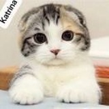Katrina升值记