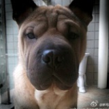 米猪肉
