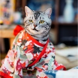 皮蛋御用铲屎官
