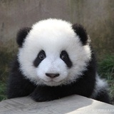 奇一君