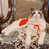画画的猫猫