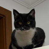 糊糊