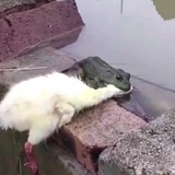 骚鹅落泪