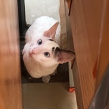 mewmewの老母亲