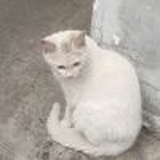 urt