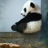 张天锐