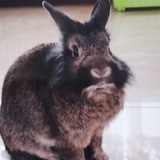 鱼无穗