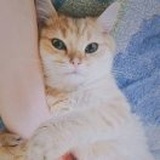 橙子蛋挞