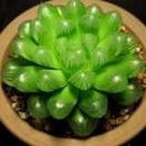 芒果鱼