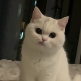 是GYR啊