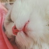 地三鲜（在逃版