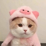 一颗x番茄