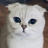 打击盗版