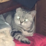 小白不是一只猫
