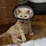 大老板来了