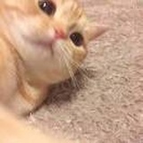 安然