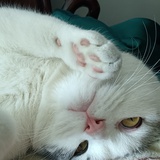 六爷