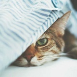 猫陛下