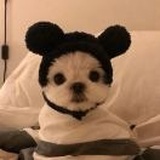 💤朱迪