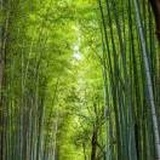 黄顺姬