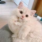喵喵。