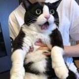 實驗品626號