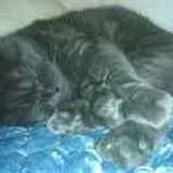 小猫三石