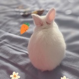 边牧奶牛