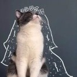 番茄不是西红柿