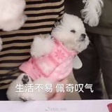 译林在逃BE动词