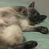 糯米团子