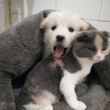 藤椒鸡腿堡