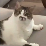 豆豆子