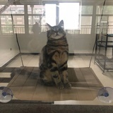 可爱的叮当