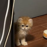 MoMo