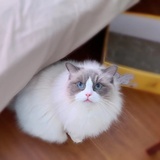 是猫咪呀