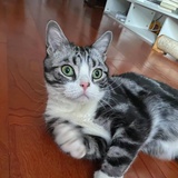 小酷猫