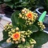 水中精灵