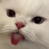 我不叫喂