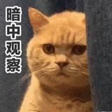 阿寻是一块雪饼