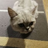 小只纪