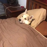 比伯夫人