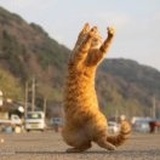 爱吃鱼の🐱